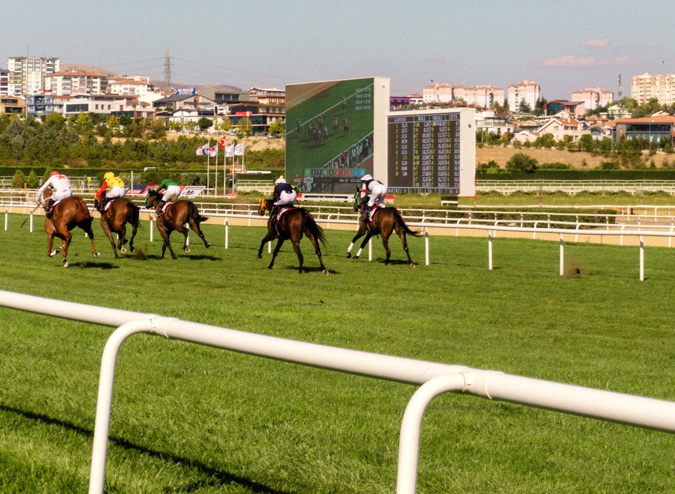 Chevaux sur la piste le long de la lice