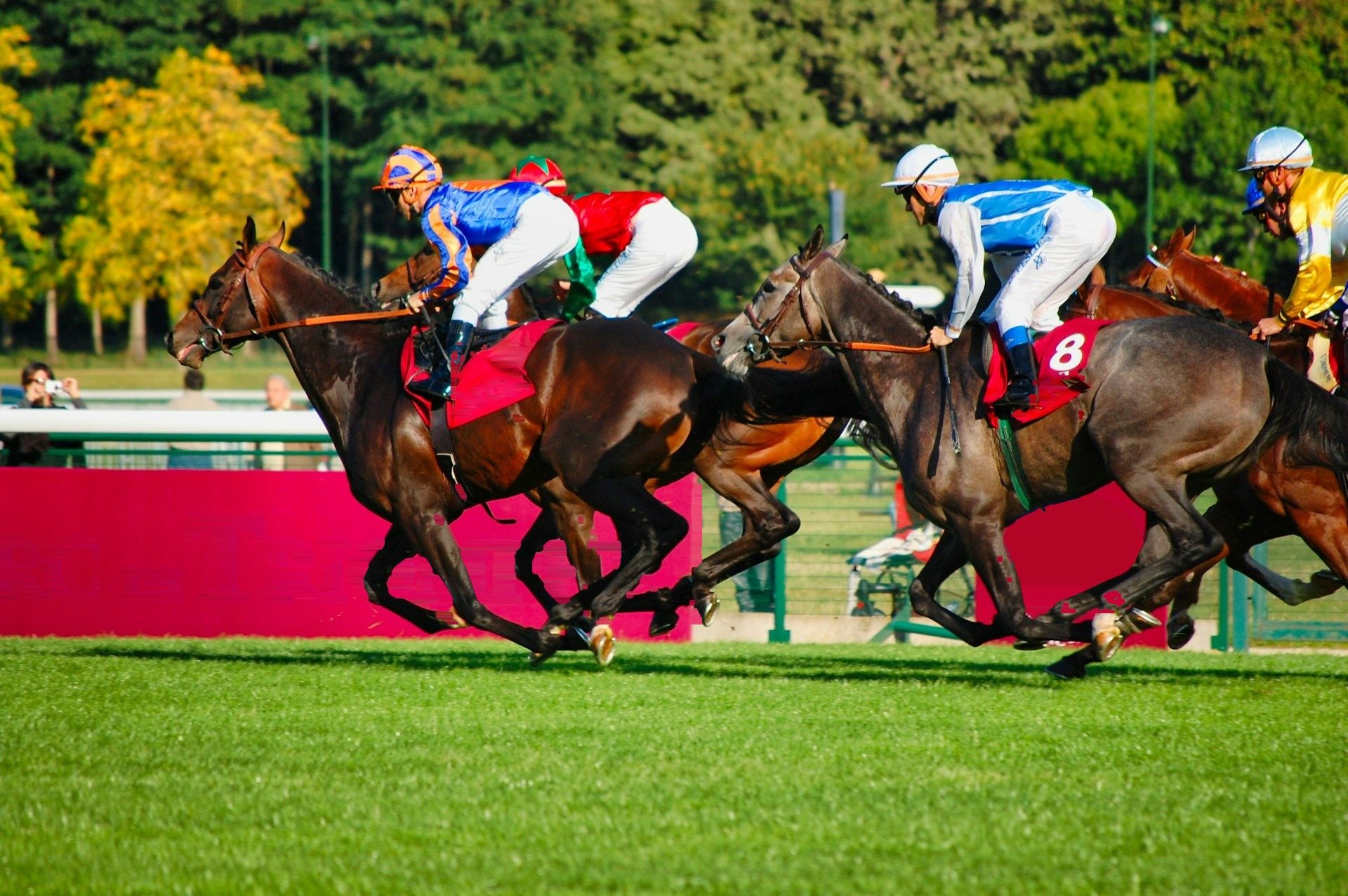 Peloton de chevaux de course en pleine ligne droite